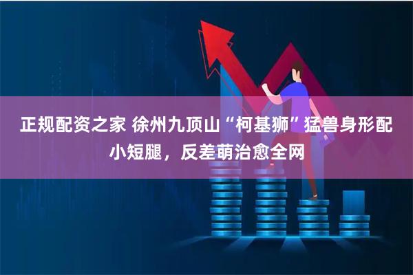 正规配资之家 徐州九顶山“柯基狮”猛兽身形配小短腿，反差萌治愈全网